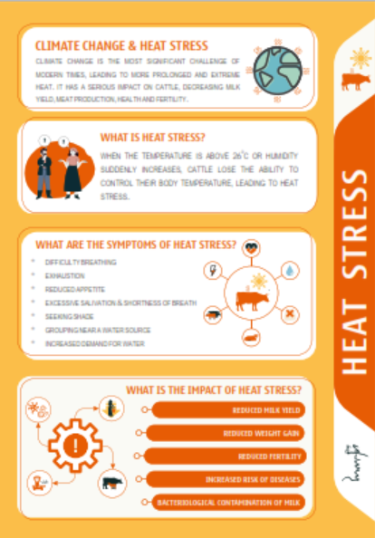 ROKI – Heat Stress in Cattle